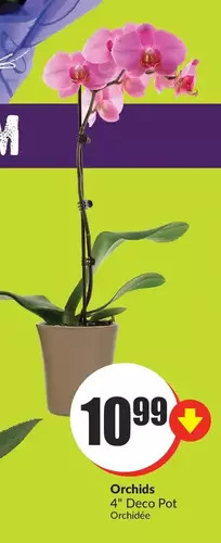 FreshCo Orchids offer