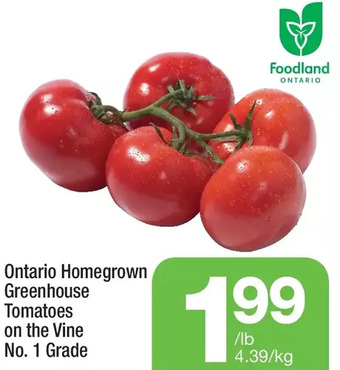 Highland Farms Ontario homegrown greenhouse tomatoes on the vine offer