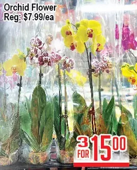 Skyland Foodmart Orchid flower offer