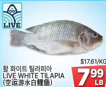 Live white tilapia
