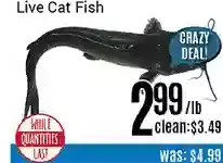 Nations Fresh Foods Live cat fish offer