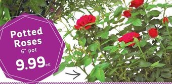 IGA Potted Roses 6" Pot offer
