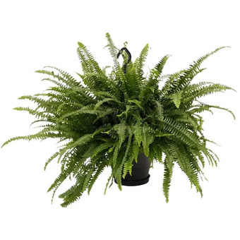 Home Depot Boston fern hanging basket offer