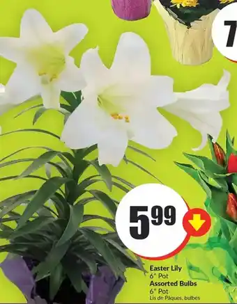 FreshCo Easter lily | assorted bulbs offer