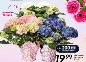 Sobeys Multi-bloom hydrangea offer