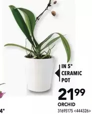 RONA Orchid offer