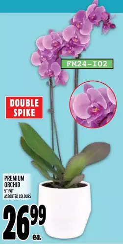 Metro Premium orchid offer