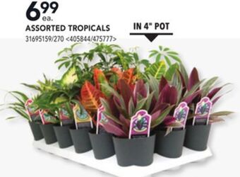 Lowe's Assorted tropicals offer
