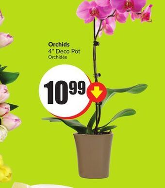 FreshCo Orchids 4 deco pot offer