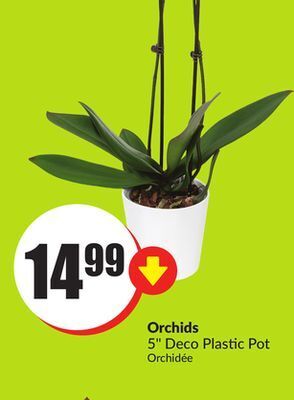 FreshCo Orchids 5 deco plastic pot offer