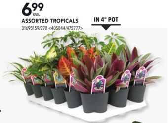 RONA Assorted tropicals offer