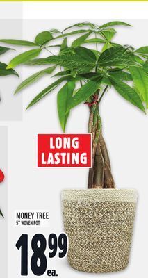 Metro Money tree offer