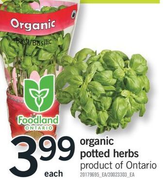 Fortinos Organic potted herbs offer
