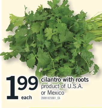 Fortinos Cilantro with roots offer