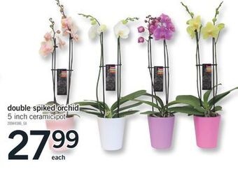 Fortinos Double spiked orchid 5 inch ceramic pot offer