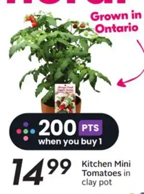 Sobeys Mini tomatoes in clay pot offer