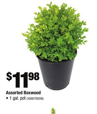 Home Depot Assorted boxwood offer