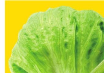 Giant Tiger Iceberg lettuce offer