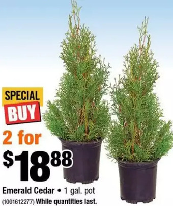 Home Depot Emerald cedar offer
