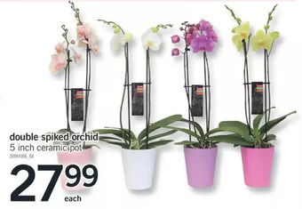 Fortinos Double spiked orchid offer