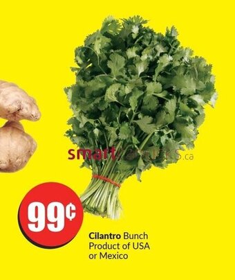 FreshCo Cilantro offer