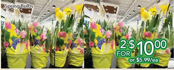 Ample Food Market Spring bulbs offer