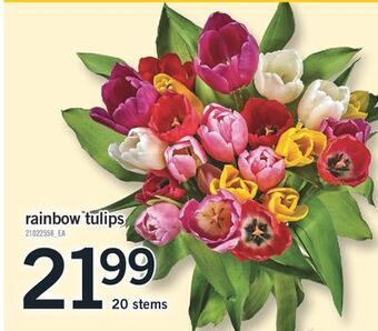 Fortinos Rainbow tulips, 20 stems offer