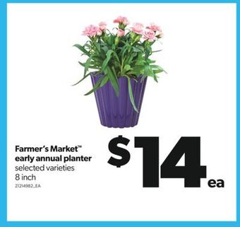 Real Canadian Superstore Farmer's market™ early annual planter, 8 inch offer