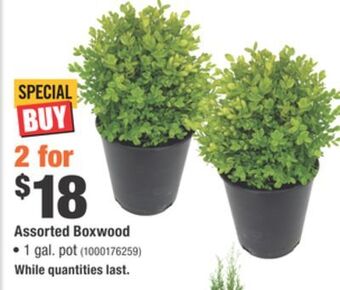 Home Depot Assorted boxwood offer