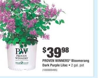 Home Depot Proven winners® bloomerang dark purple lilac offer