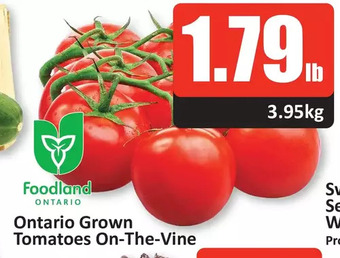 Starsky Ontario grown tomatoes on-the-vine offer