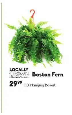 Boston fern