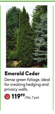Sheridan Nurseries Emerald cedar offer