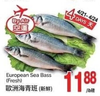 T&T Supermarket European Sea Bass (Fresh) offer