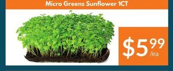 Healthy Planet Micro greens sunflower offer
