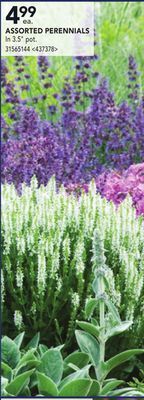Lowe's Assorted perennials offer