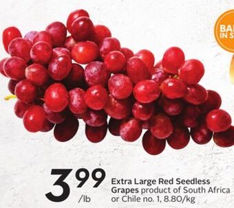 Sobeys Extra large red seedless grapes offer