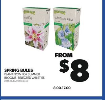 Real Canadian Superstore Spring bulbs offer