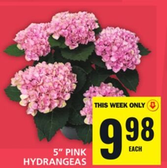Food Basics 5 pink hydrangeas offer
