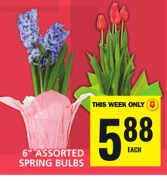 Food Basics 6 assorted spring bulbs offer