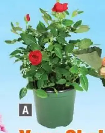 Home Depot Assorted mini roses offer