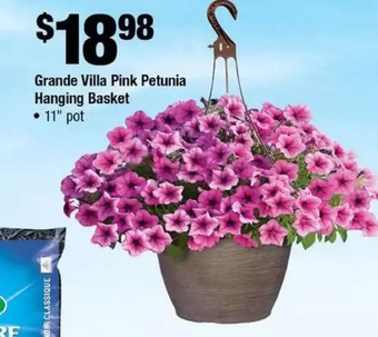 Home Depot Grande villa pink petunia hanging basket offer