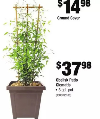 Home Depot Obelisk patio clematis offer