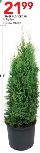 RONA Emerald cedar offer