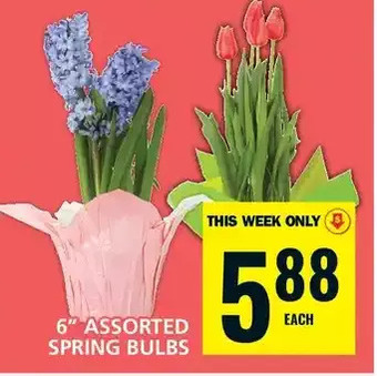 Food Basics 6 spring bulbs offer