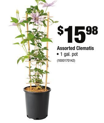 Home Depot Assorted clematis offer