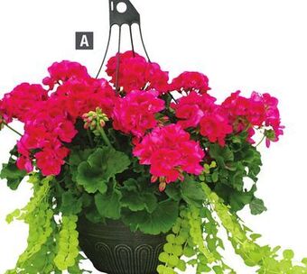 Home Depot Vigoro® hanging basket offer