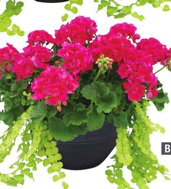 Home Depot Vigoro® planter offer