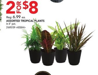 RONA Assorted tropical plants offer