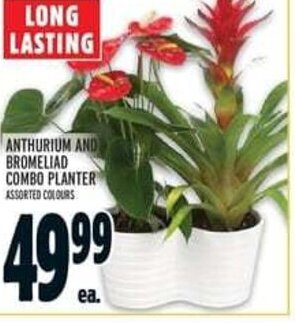 Metro ANTHURIUM AND BROMELIAD COMBO PLANTER ASSORTED COLOURS offer